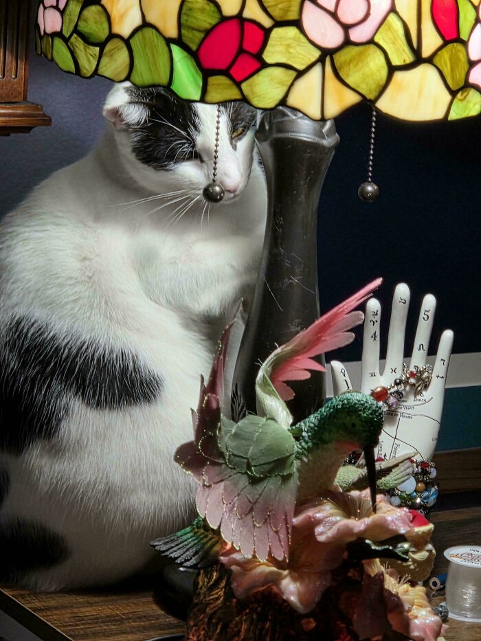 Black and white feline employee sitting beside a stained glass lamp and colorful hummingbird figurine on a wooden table.