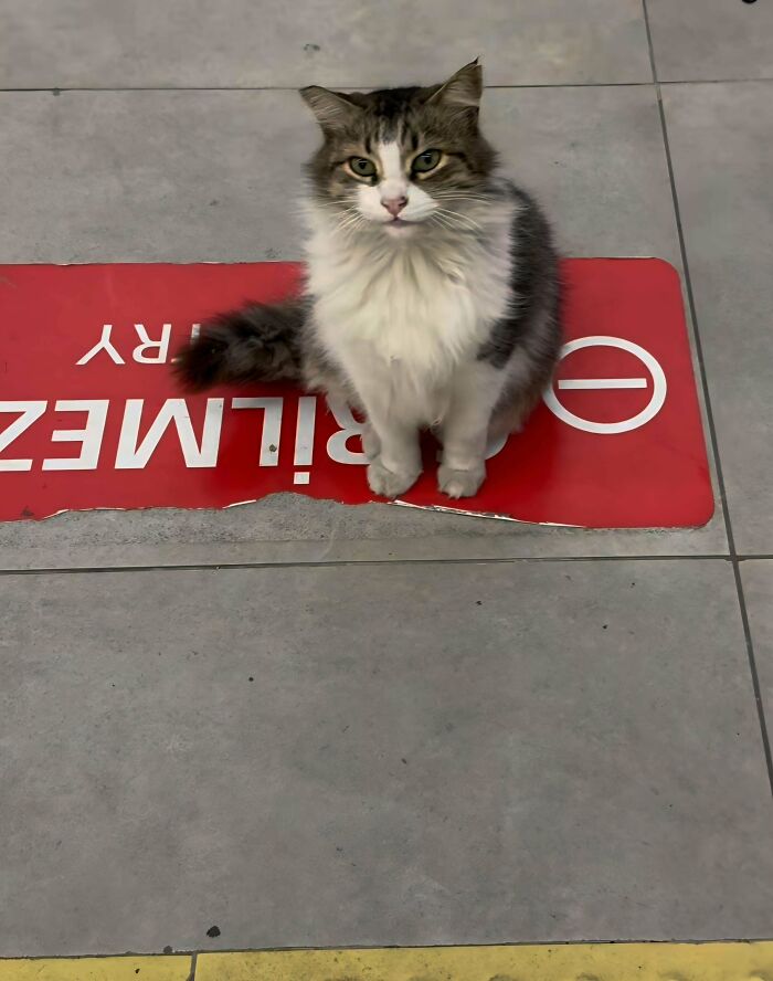 Fluffy feline employee sitting on a red sign on tiled floor, looking up with a curious and cute expression.