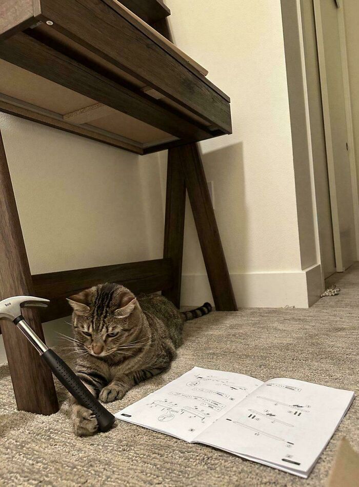 Tabby cat lying on carpet under wooden desk, holding a hammer near an assembly manual, showcasing cute feline employees.