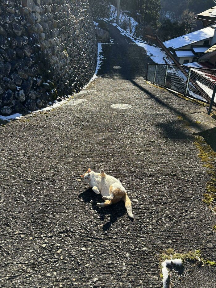 Cat lying on a sunlit pathway next to a stone wall, one of the adorable feline employees deserving a raise.