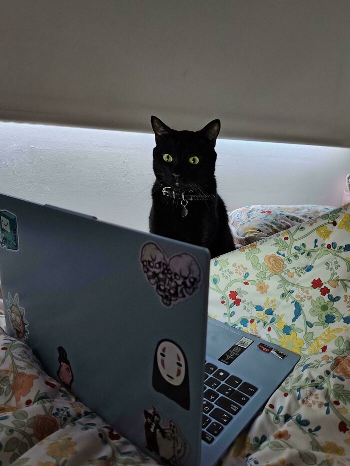 Black feline employee with green eyes sitting behind a laptop covered in stickers on a floral bedspread.
