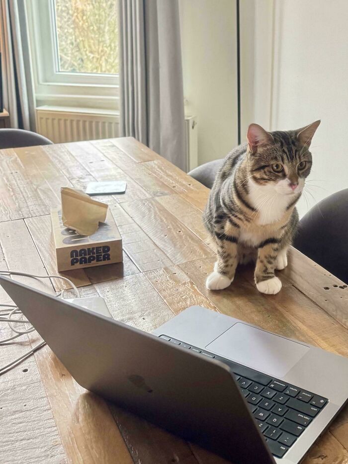 Tabby cat sitting on a wooden table near a laptop, one of the feline employees who deserve a raise for being this cute