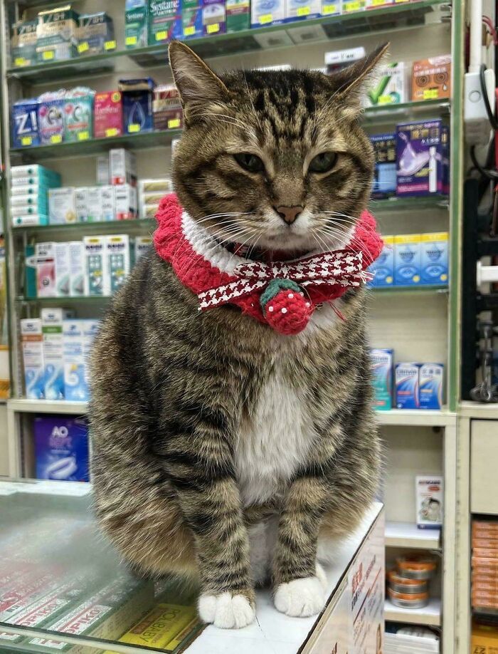 Tabby cat employee wearing a red collar with a bow, sitting on a counter surrounded by pharmacy products.
