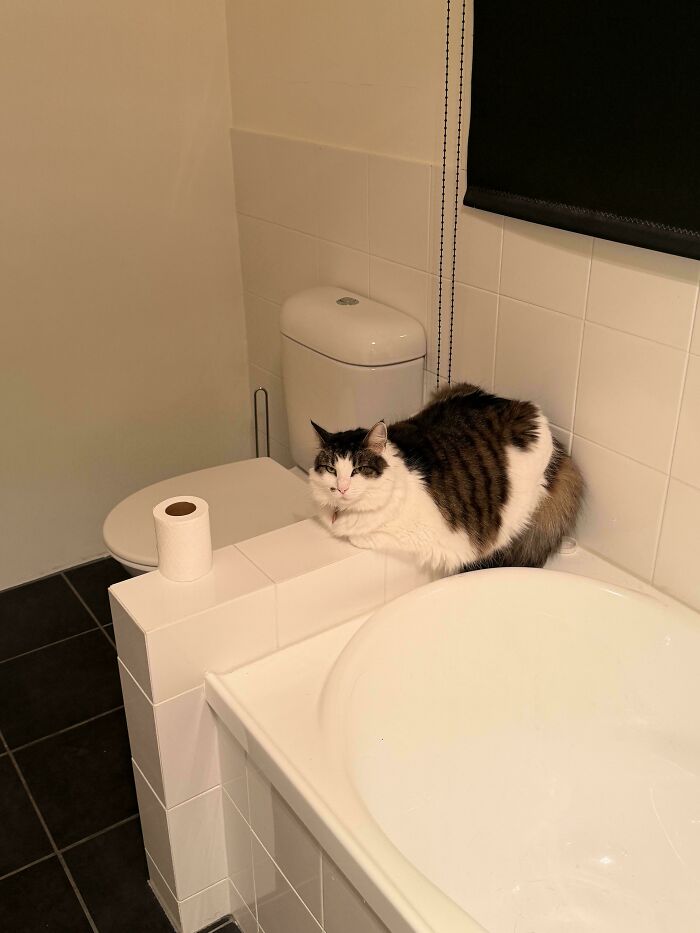 Cat resting on bathroom tiles next to toilet, showcasing one of the cute feline employees deserving a raise.