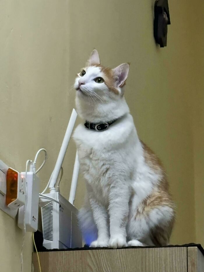 Cute white and orange cat wearing a collar, sitting on a cabinet near a router in an indoor setting.
