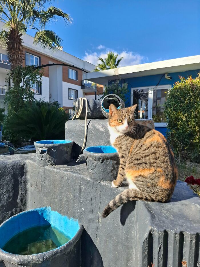 Tabby cat sitting outside near water basins under clear sky, showcasing adorable feline charm and cuteness in a sunny setting.