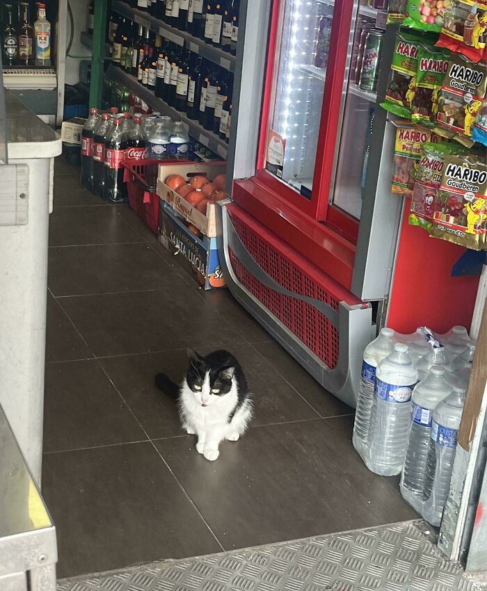 Black and white feline employee sitting on a store floor near drinks and snacks, looking adorable and deserving a raise.