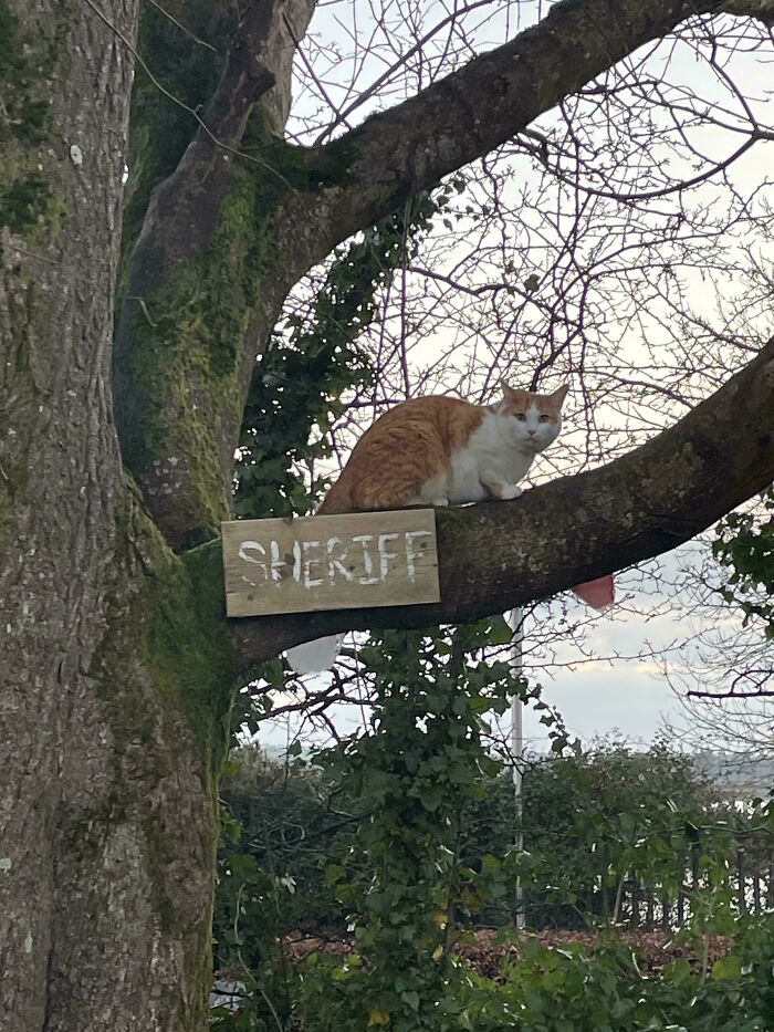 Orange and white feline employee perched on a tree branch with a wooden sheriff sign in a natural outdoor setting.