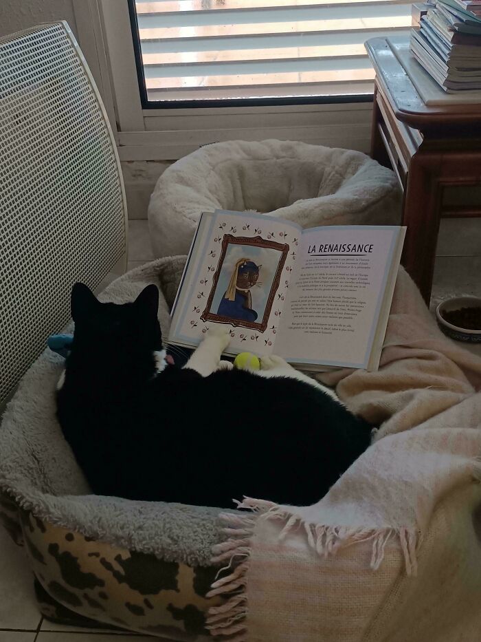 Black and white feline employee lying in a cozy bed, appearing to read a book titled La Renaissance in a calm room.