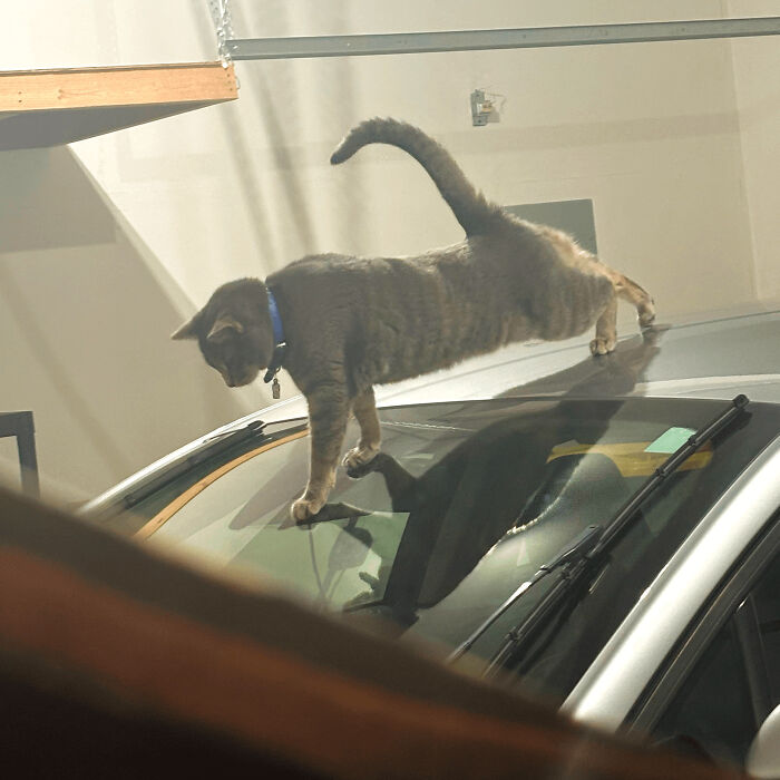 Tabby feline employee balancing on a car roof, showing agility and cuteness in a parking garage setting.