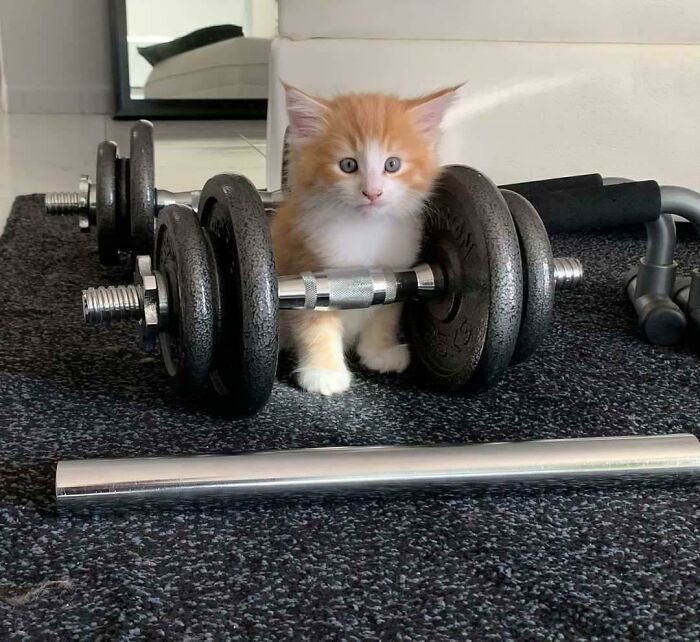 Orange and white kitten surrounded by gym weights on a carpeted floor, showcasing cute feline employees indoors.