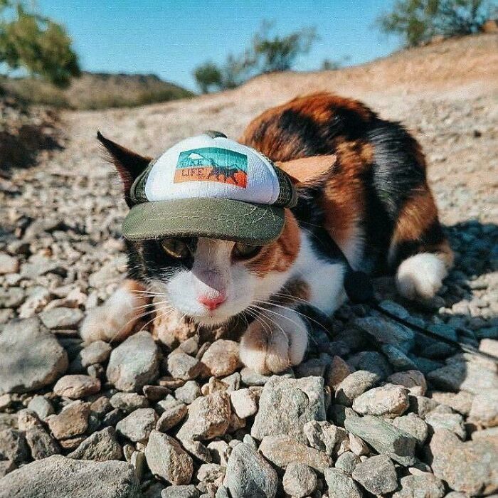 Calico cat wearing a cap lying on rocky ground outdoors, one of the feline employees who deserve a raise for being cute