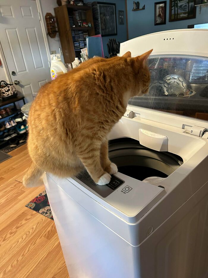 Orange tabby cat sitting on a washing machine looking inside, showcasing adorable feline employee behavior at home.