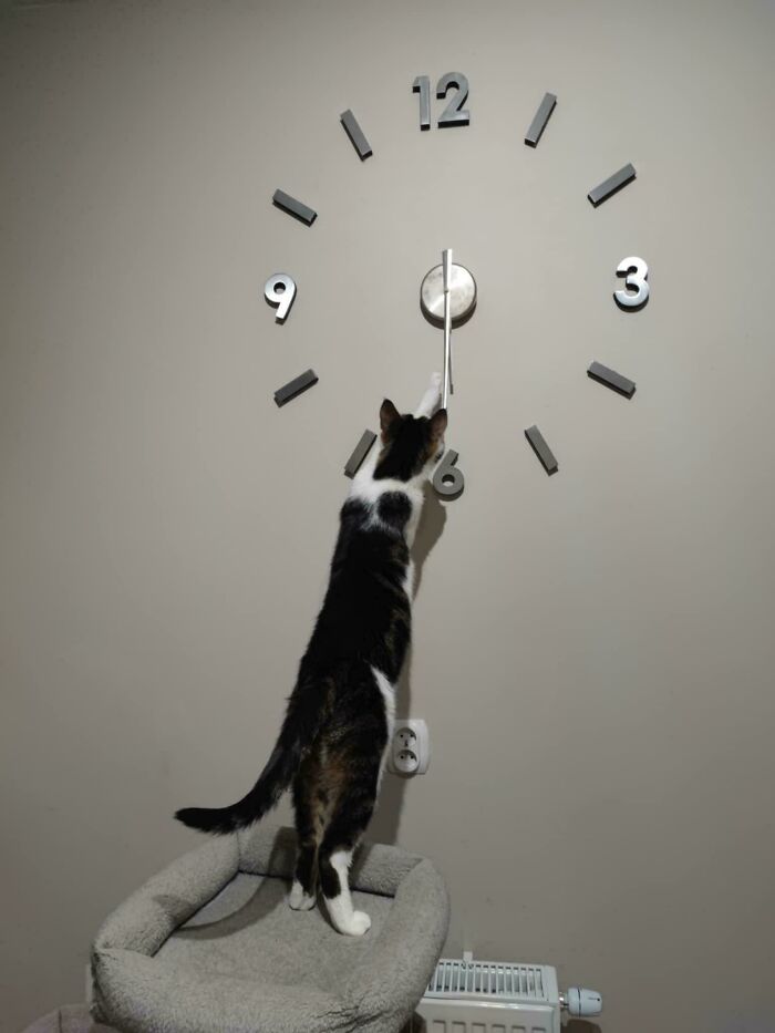Cat standing on a pet bed, reaching up to touch the hands of a large wall clock, showcasing feline employees’ cuteness.