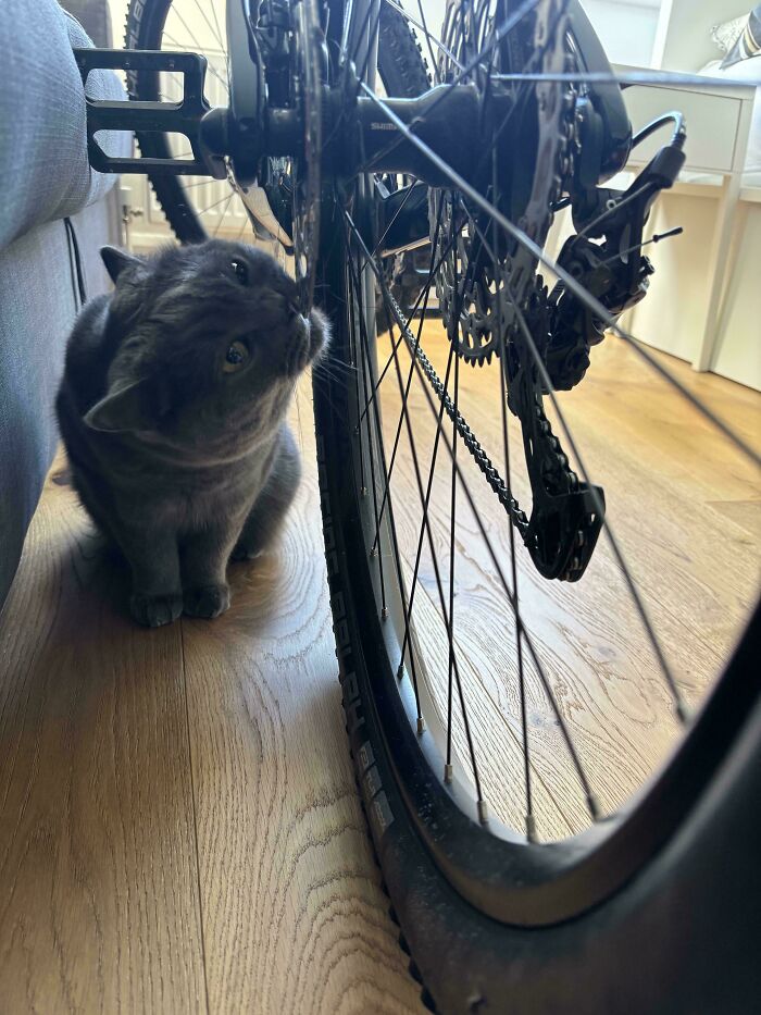 Gray cat curiously sniffing a bicycle tire indoors on a wooden floor, one of many feline employees who deserve a raise.
