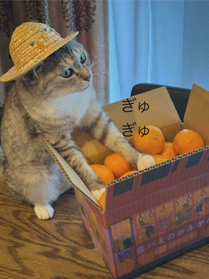Gray tabby feline employee wearing a straw hat and reaching into a box of oranges, showing cute playful behavior.