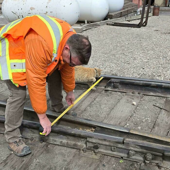 Worker in an orange safety vest measuring railroad tracks with a curious feline employee nearby on the gravel ground.