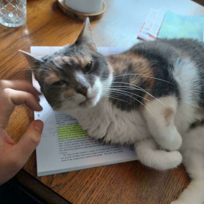 Calico cat relaxing on a table, lying on papers while being petted, showing feline employees cute behavior.