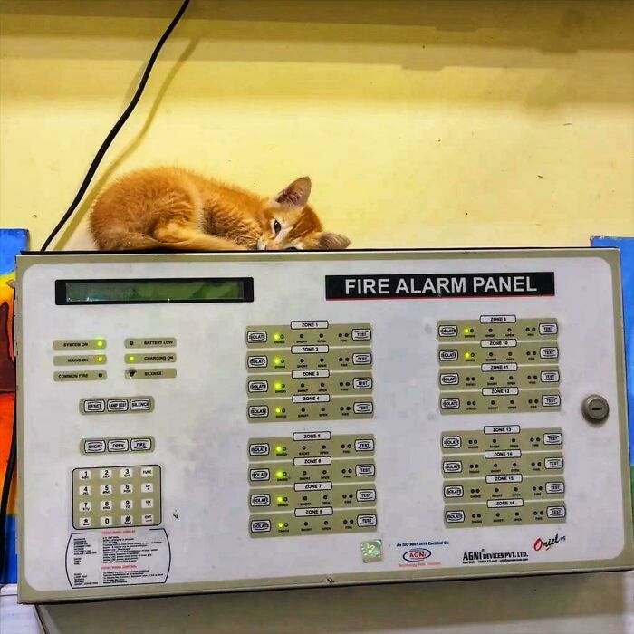 Orange cat resting on top of a fire alarm panel, showcasing one of the cutest feline employees at work.