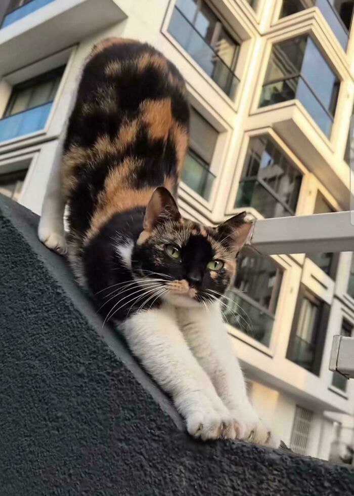 Calico cat stretching on a ledge with modern apartment buildings in the background, showcasing feline cuteness.