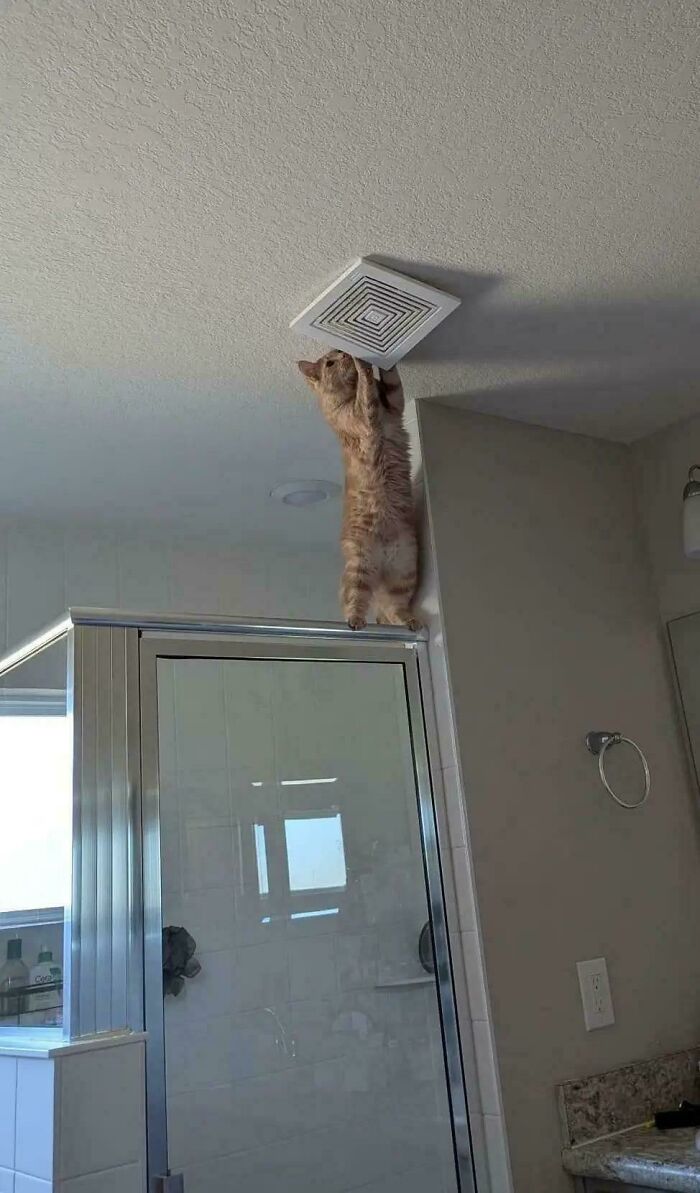 Cute feline employee climbing and playing with ceiling vent in a modern bathroom setting.