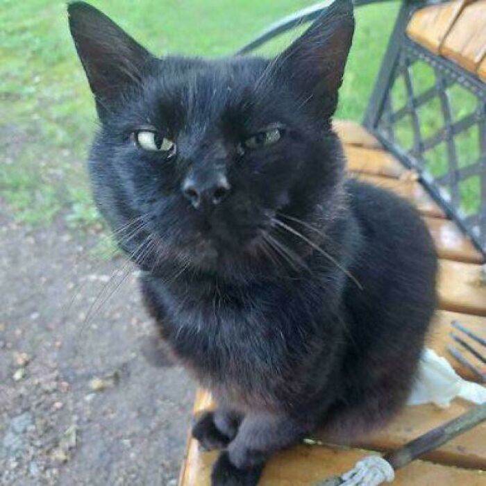 Black feline employee sitting on a wooden bench outdoors, looking cute with expressive eyes in natural light.