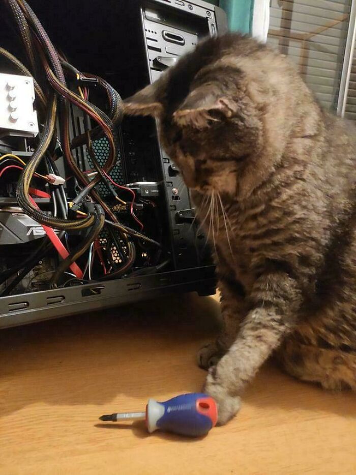 Tabby cat with a screwdriver near an open computer case, showcasing feline employees in a tech workspace.