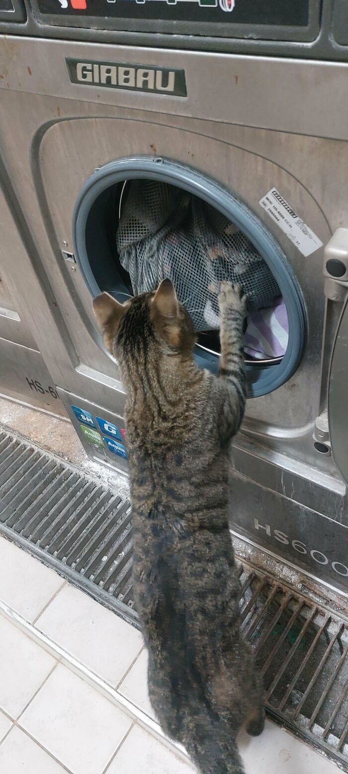Tabby cat standing on hind legs, pawing at laundry inside a washing machine in a laundromat setting.