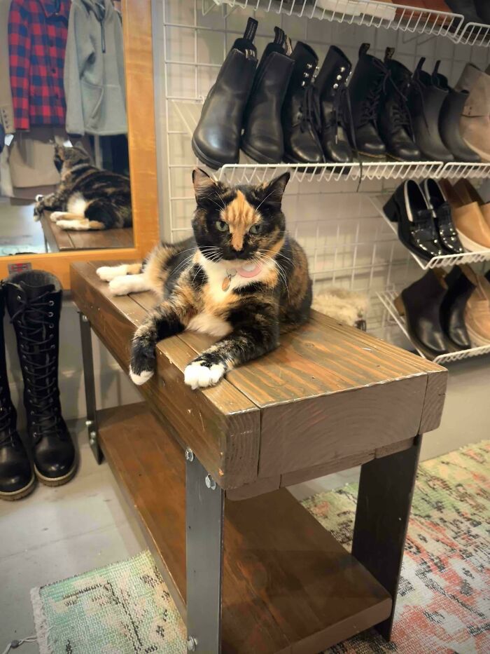 Calico cat lying on a wooden bench in front of shoe racks, showcasing one of the cute feline employees.