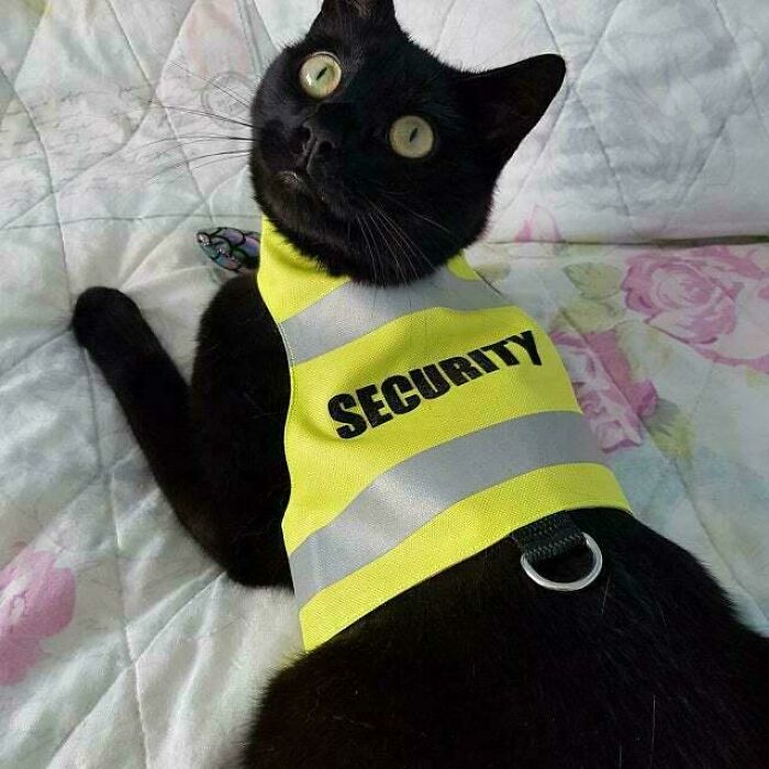 Black cat wearing a yellow security vest lying on a floral quilt, showcasing one of the cutest feline employees.