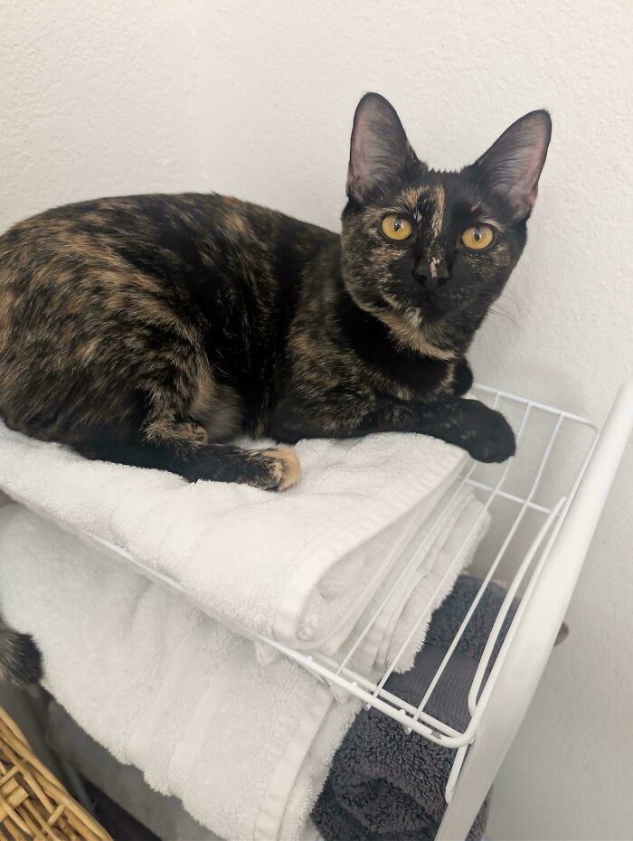 Tortoiseshell cat with yellow eyes lounging on folded towels, showcasing one of the feline employees who deserve a raise.