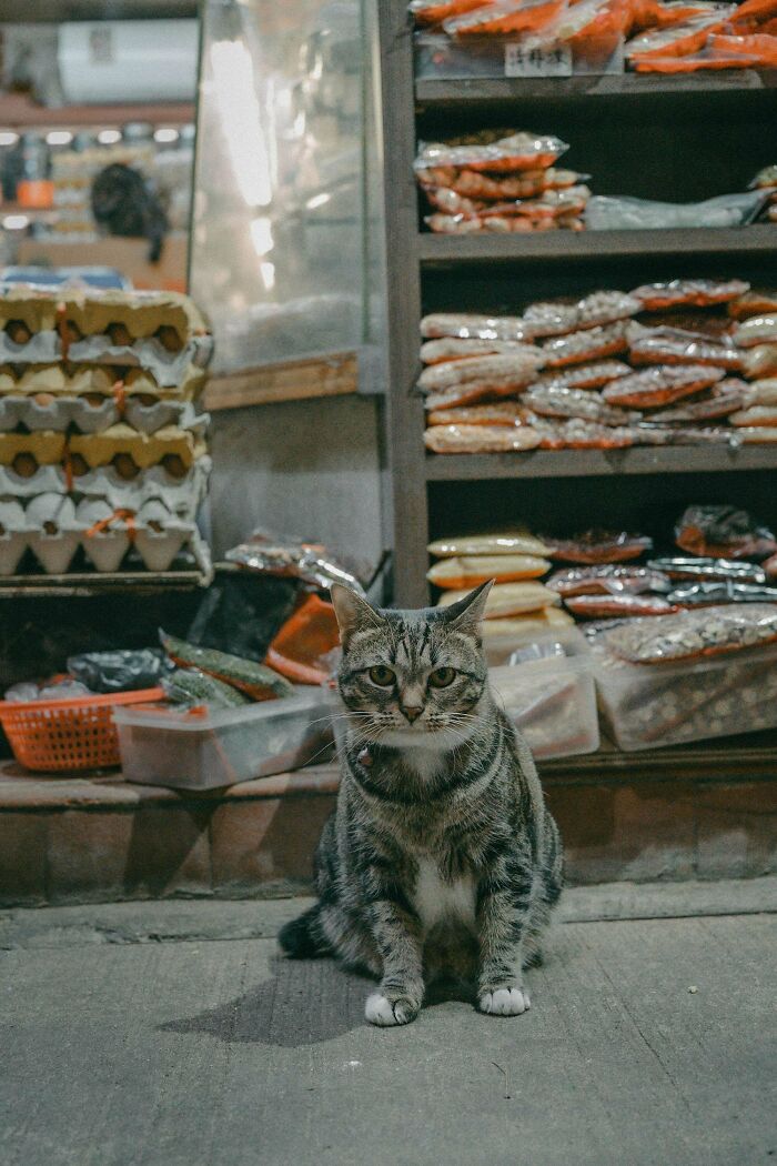 Tabby cat sitting in front of a store shelf filled with packaged goods, one of the feline employees who deserve a raise.