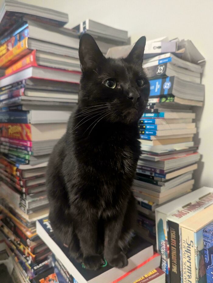 Black feline employee sitting on a stack of books, surrounded by piles of colorful books in a home office setting.