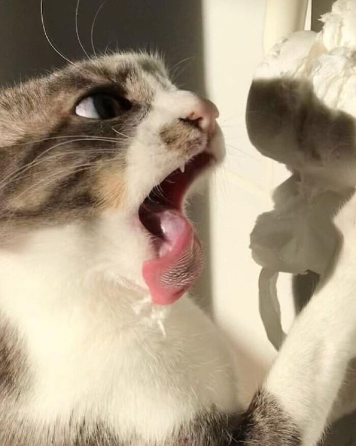 Cat with tongue out seemingly trying to lick an object, a funny random pic that makes you laugh before you know why.