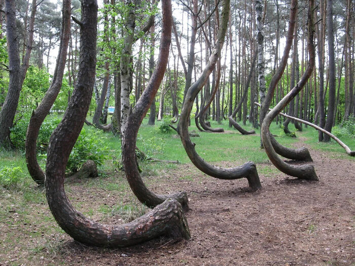 A forest with uniquely curved trees showcasing one of the impressive things countries implemented that left people in awe.