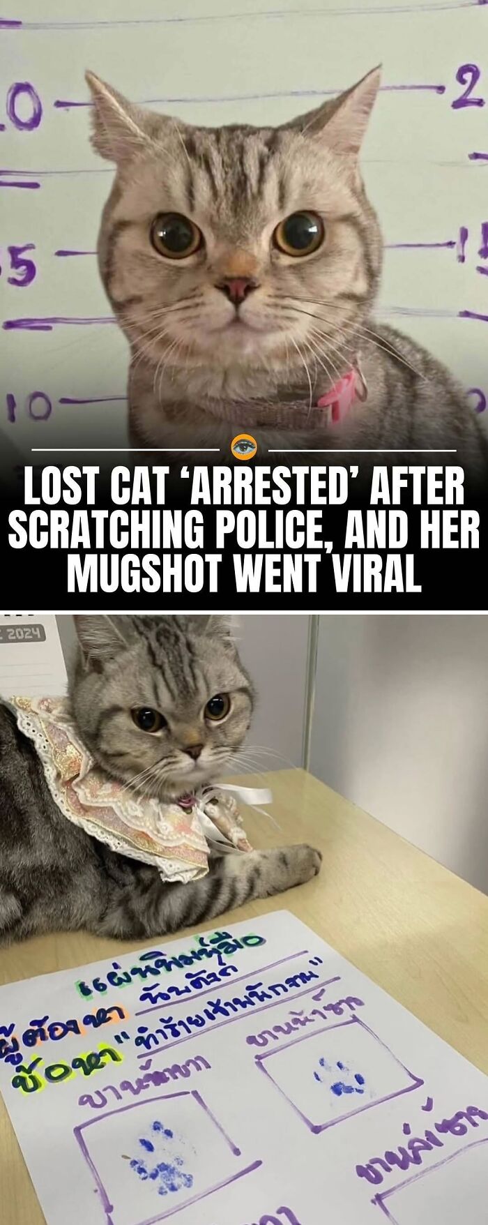Lost cat mugshot goes viral after scratching police, one of the interesting pics with an intriguing story. Lost cat mugshot goes viral after scratching police, one of the interesting pics with an intriguing story.