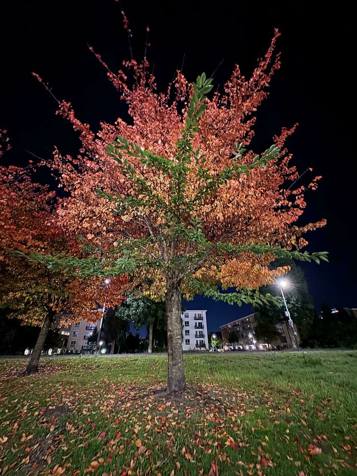 Orange autumn tree lit at night in a grassy park with apartments and streetlights, glitches in the matrix