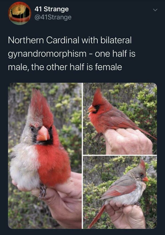 Bird.exe Has Stopped Working