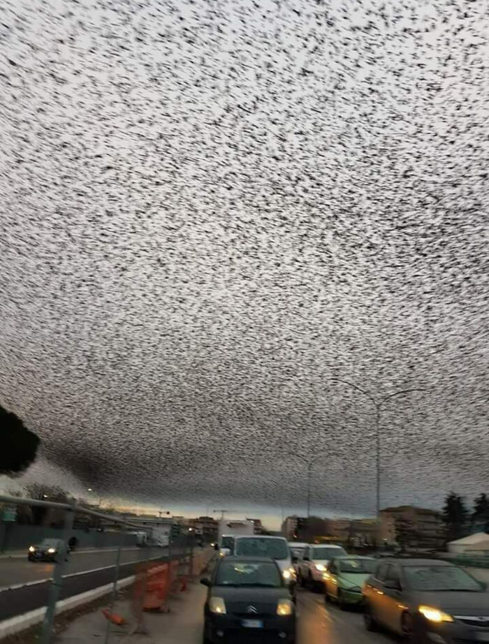 Massive flock of birds creating a textured sky over traffic-lined city street, evoking glitches in the matrix