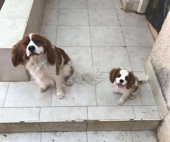 Two Cavalier King Charles Spaniels on tiled steps, adult and puppy mirroring each other, glitches in the matrix vibe