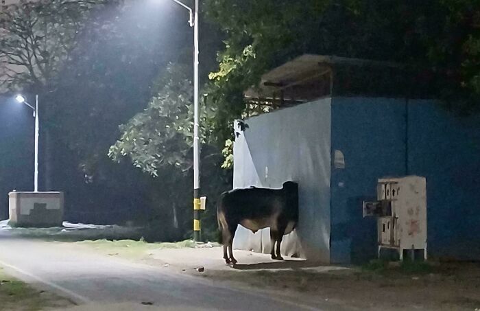 Cow standing with head through a wall under streetlight at night, evoking glitches in the matrix