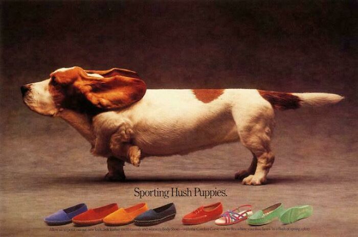 Basset hound with exaggerated long ears above colorful Hush Puppies shoes in a creative print advertisement.