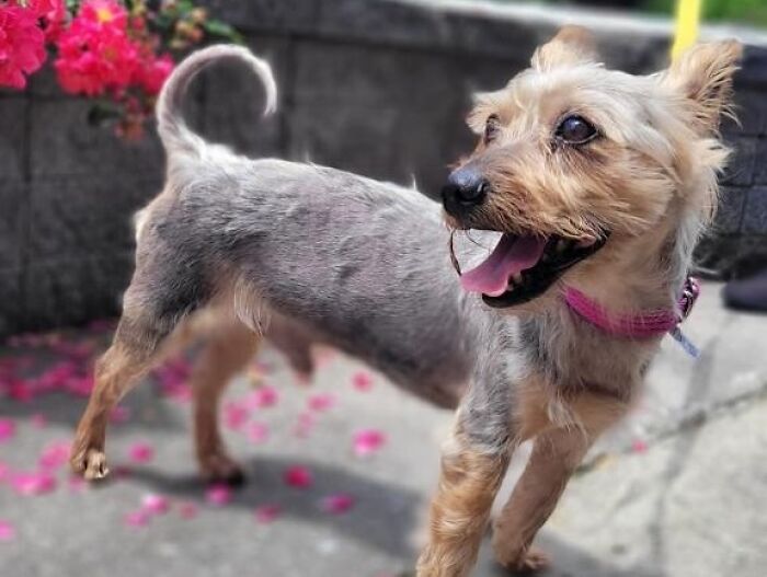 Neglected Yorkie after miraculous makeover, happy groomed small dog wearing pink collar standing on pavement near flowers Neglected Yorkie after miraculous makeover, happy groomed small dog wearing pink collar standing on pavement near flowers