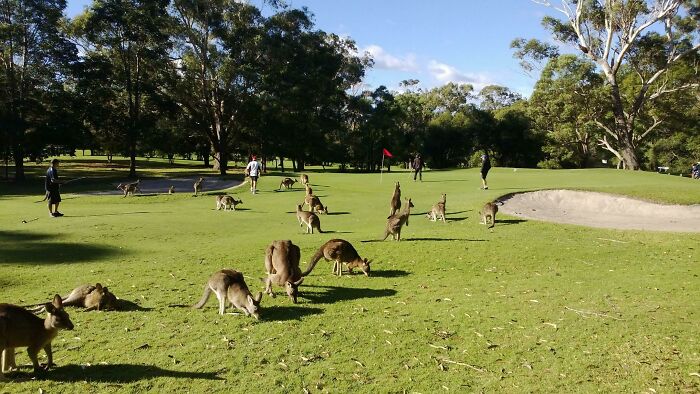 A large group of kangaroos grazing on a golf course in Australia, an impressive thing countries implemented.