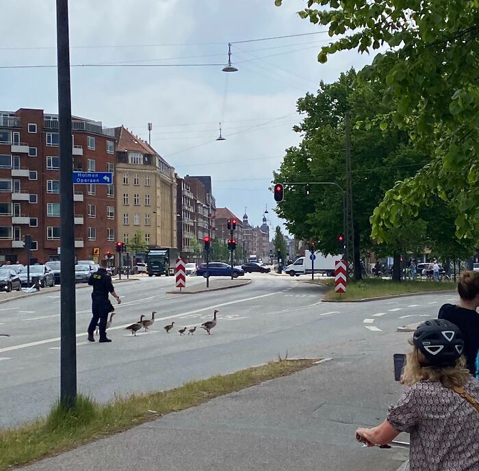 Police officer helping ducks cross a busy street, an impressive thing countries implemented to protect wildlife.