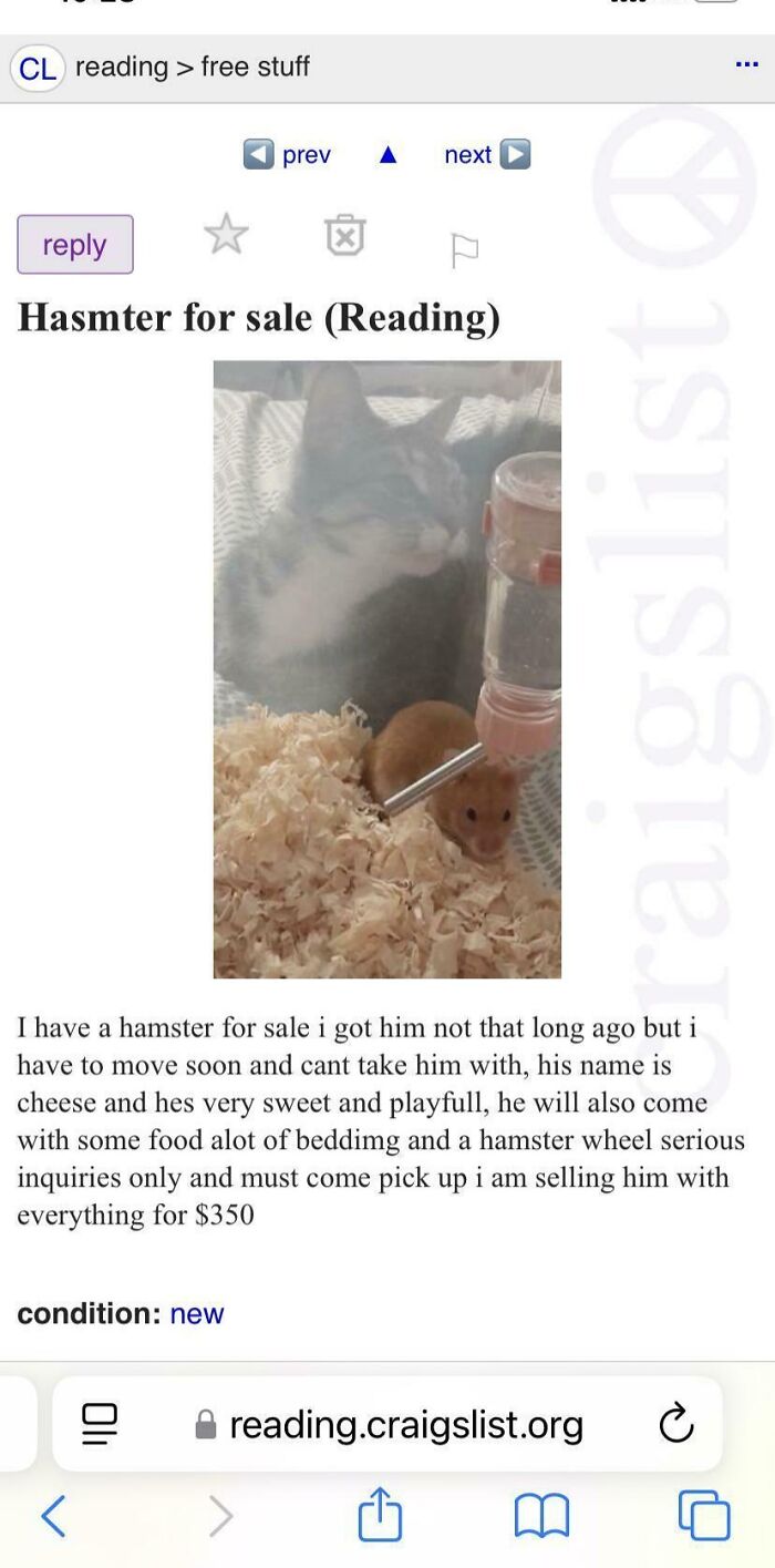 Craigslist listing photo of a hamster in bedding with a cat peering behind — things people thought they could sell online