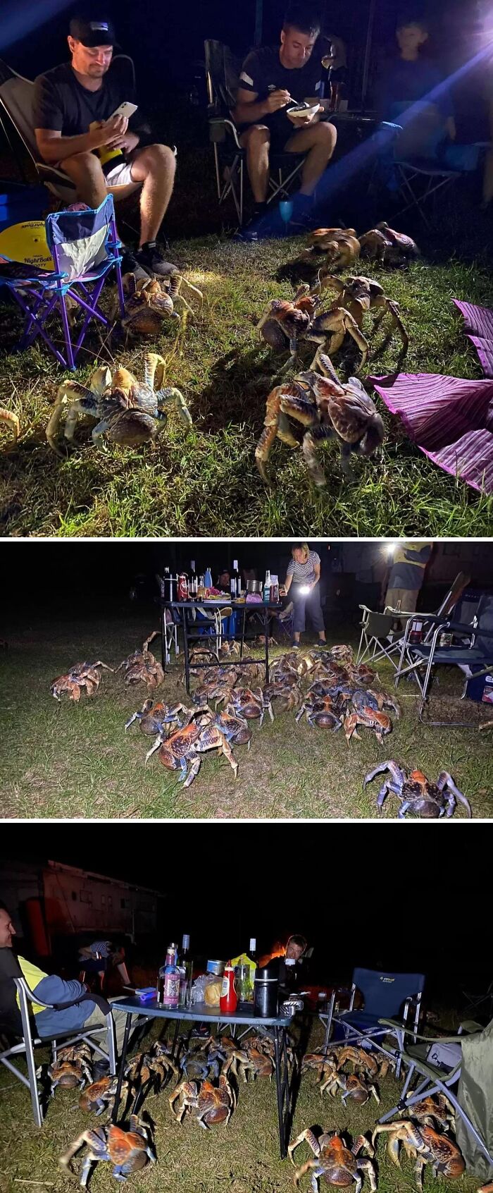Amazing Photos of coconut crabs swarming a nighttime campsite as campers sit and eat among dozens of large orange-brown crabs