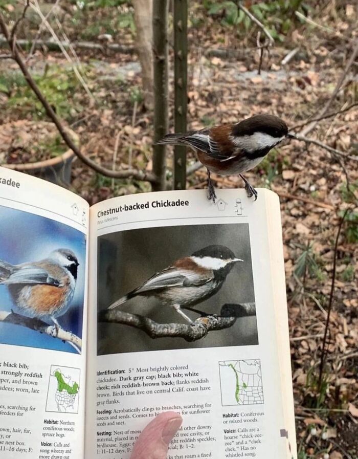 Amazing Photos: chestnut-backed chickadee perched on book page showing same bird in a leaf-strewn woodland
