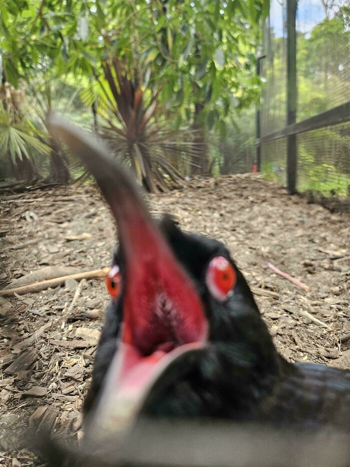 Close-up of a bird with wide red eyes and open beak in a confusing picture that is funny for no clear reason.