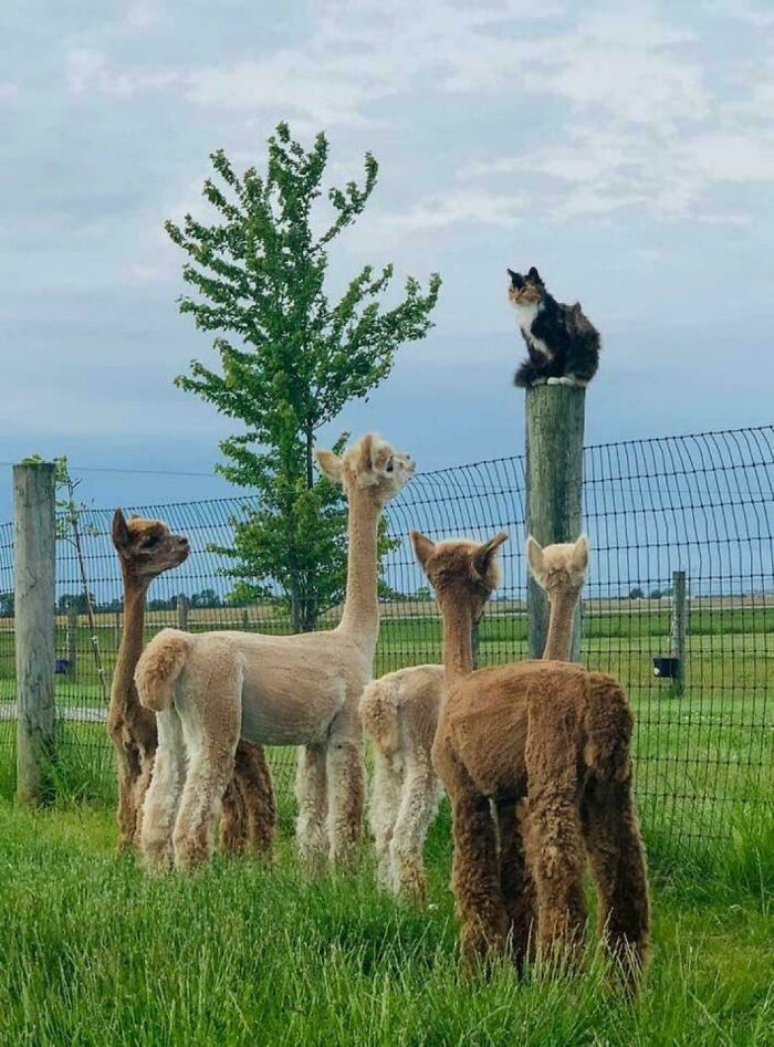 Cat sitting on a post surrounded by curious alpacas in a confusing and funny outdoor farm scene.